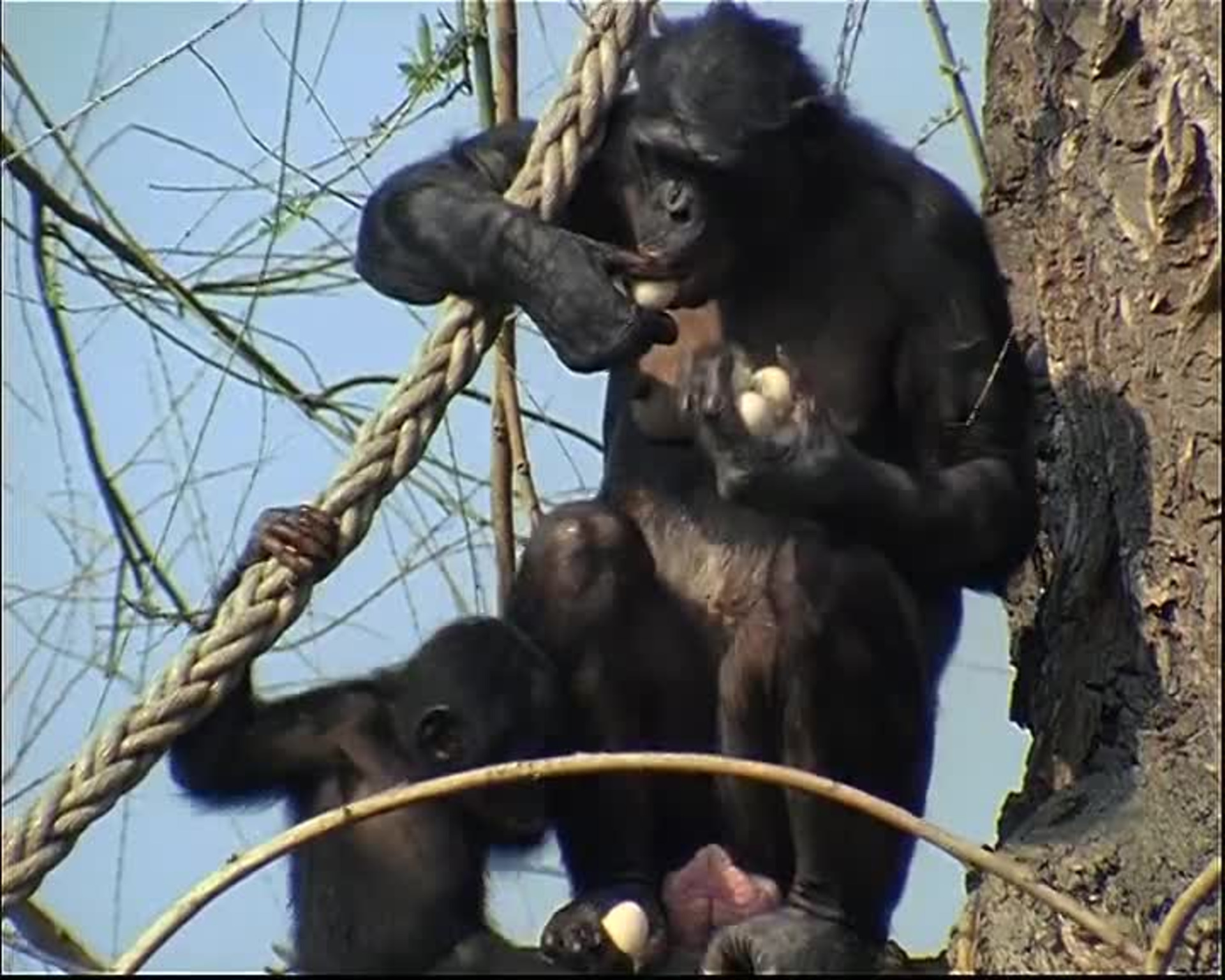 Bonobo Sexual Behaviour and its Social Tension-Reducing Functions - TIB  AV-Portal