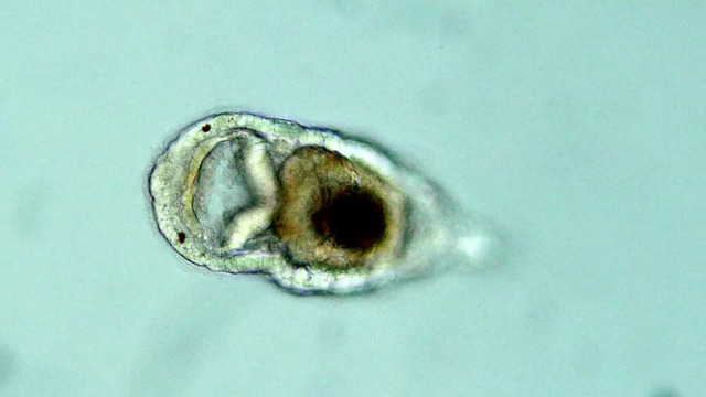 Chaetopterus variopedatus larva Helgoland 2020 - TIB AV-Portal